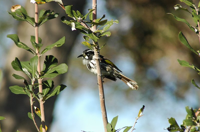 New Holland Honeyeater 102 